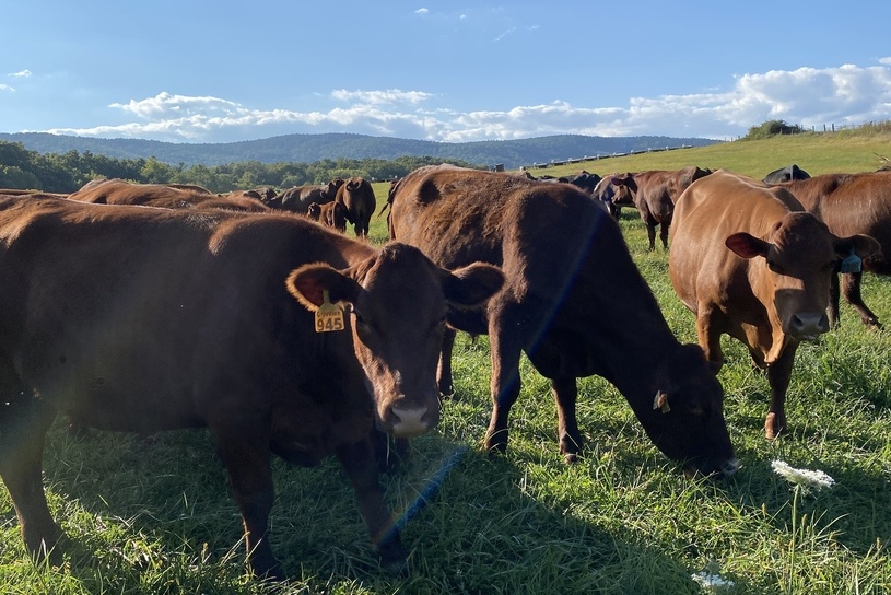 The Food-Freedom Revolution