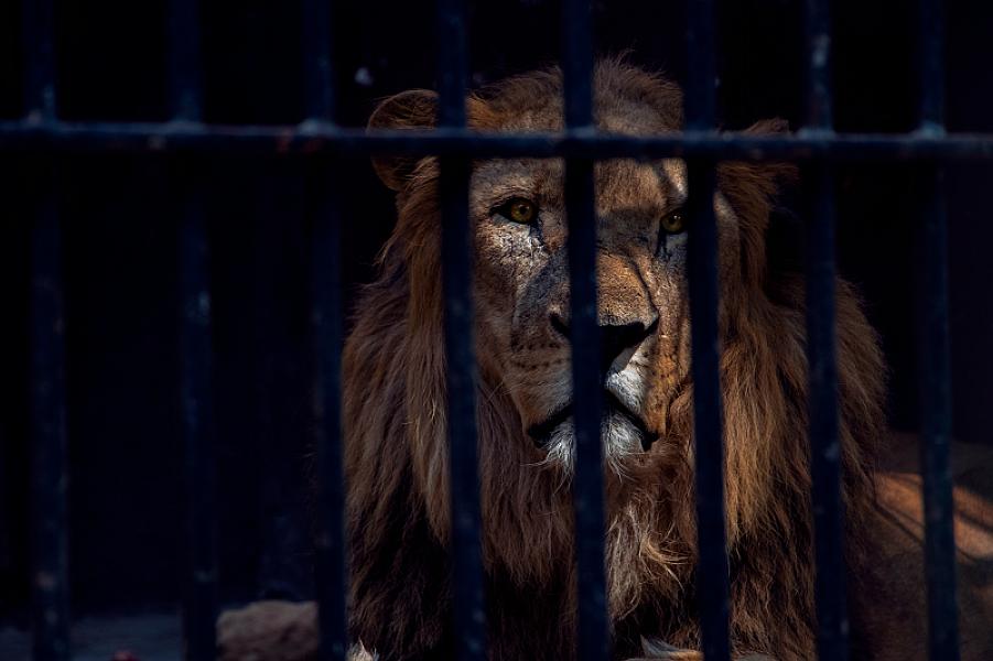 The Illusion of Angry Strength: What Seneca Knew About Effectiveness