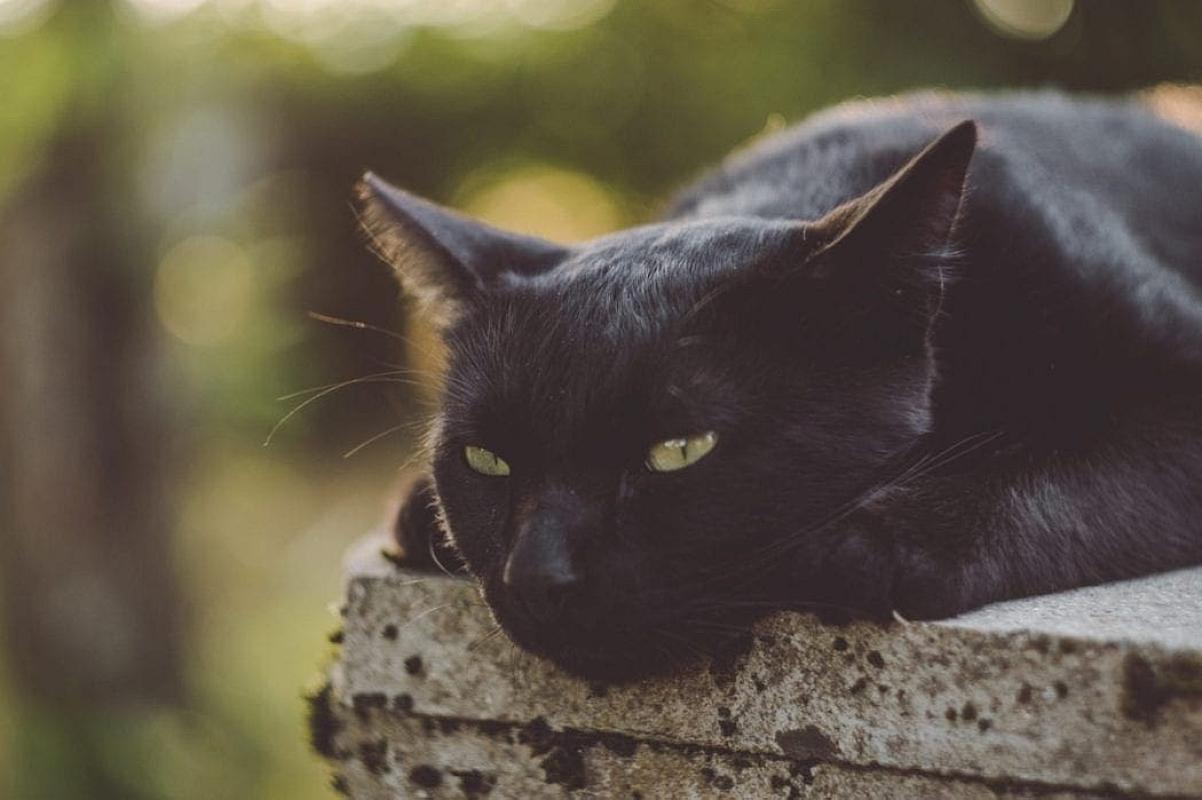 Beloved Cat Kicked Out of Business Thanks to Nosey Patron