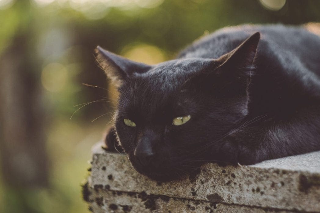 Beloved Cat Kicked Out of Business Thanks to Nosey Patron