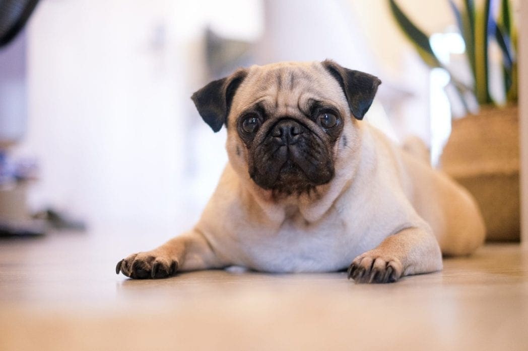German Town Seizes Family’s Dog and Sells it on eBay