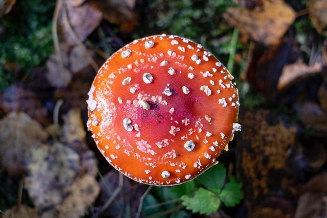 Denver Gets Psychedelic, Decriminalizes Mushrooms