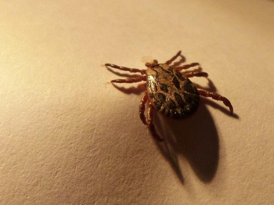 Did a US Bioweapon Program Help to Spread Lyme Disease?