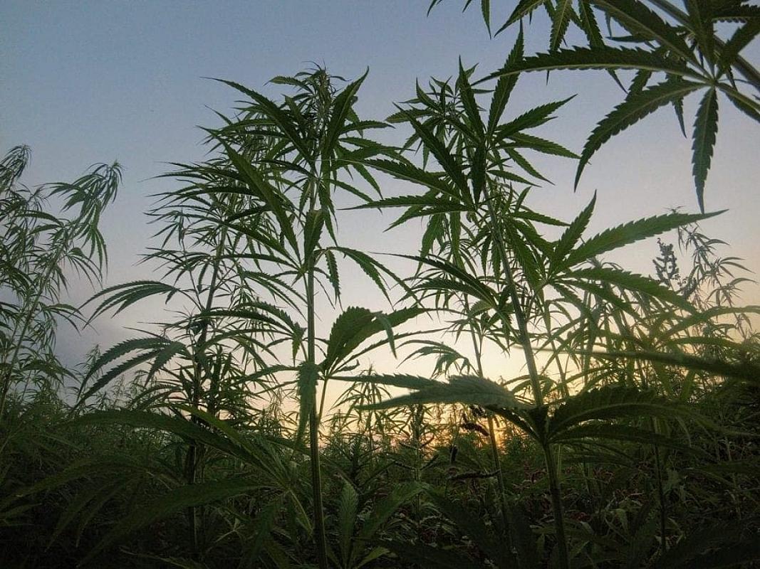 Illinois Becomes the Next State to Legalize Marijuana