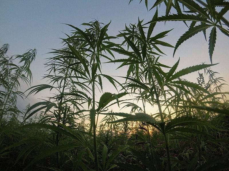 Illinois Becomes the Next State to Legalize Marijuana