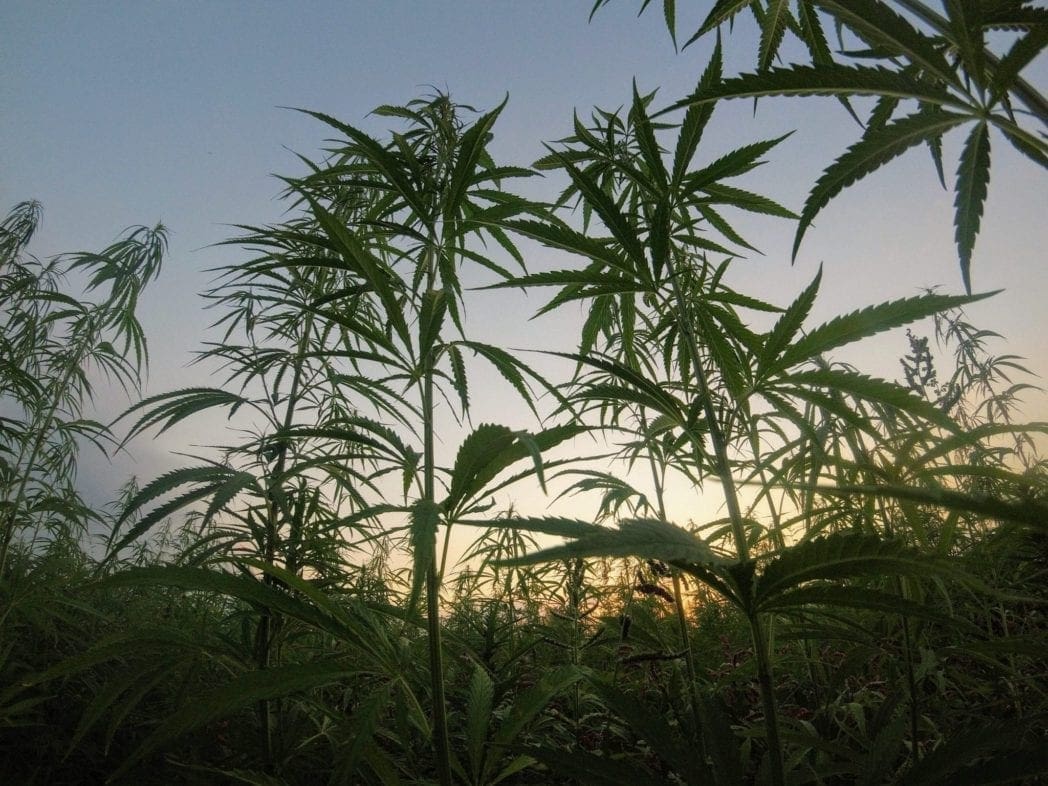Illinois Becomes the Next State to Legalize Marijuana