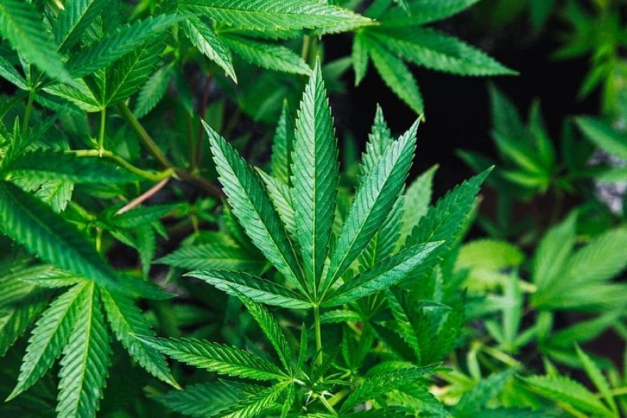 Trump Will Let States Craft Their Own Marijuana Policies