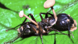 Critical social justice is the ophiocordyceps unilateralis of civilization. Our children are hosts.