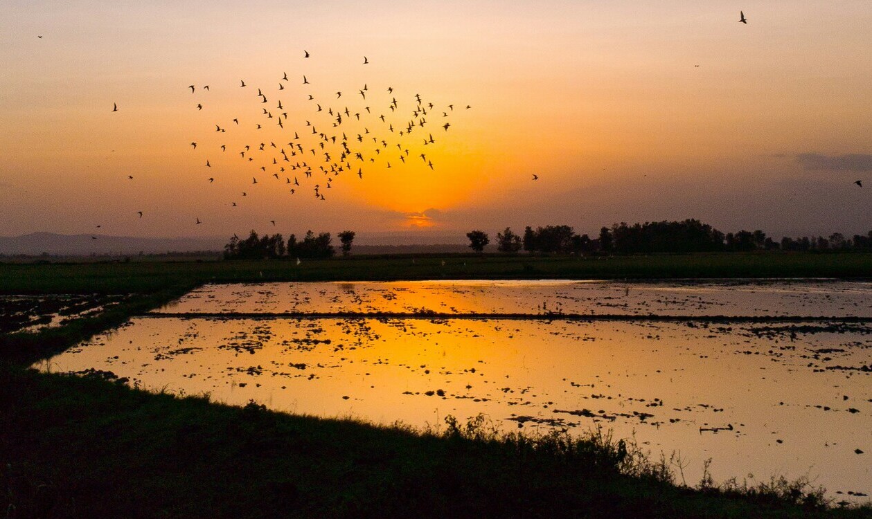 Migratory Birds and Rice Farmers Are Helping Each Other Soar