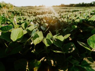 US Farmers Hurt in Unintended Consequence of Trump’s Help to Milei