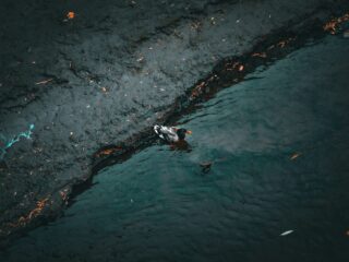 Leftism: Environmental Protection or Destruction?