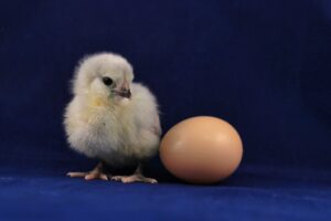 What Came First—the Government Chicken or the Political Egg?